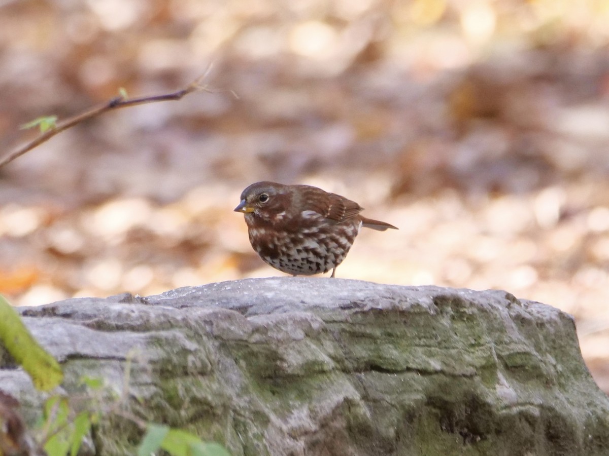 strnadec kaštanový (ssp. iliaca/zaboria) - ML644583602