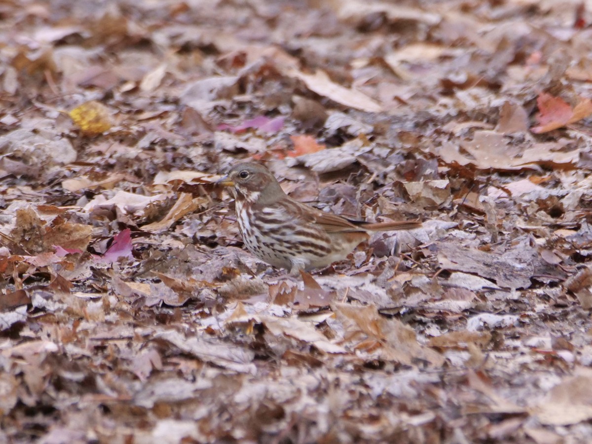 strnadec kaštanový (ssp. iliaca/zaboria) - ML644583603
