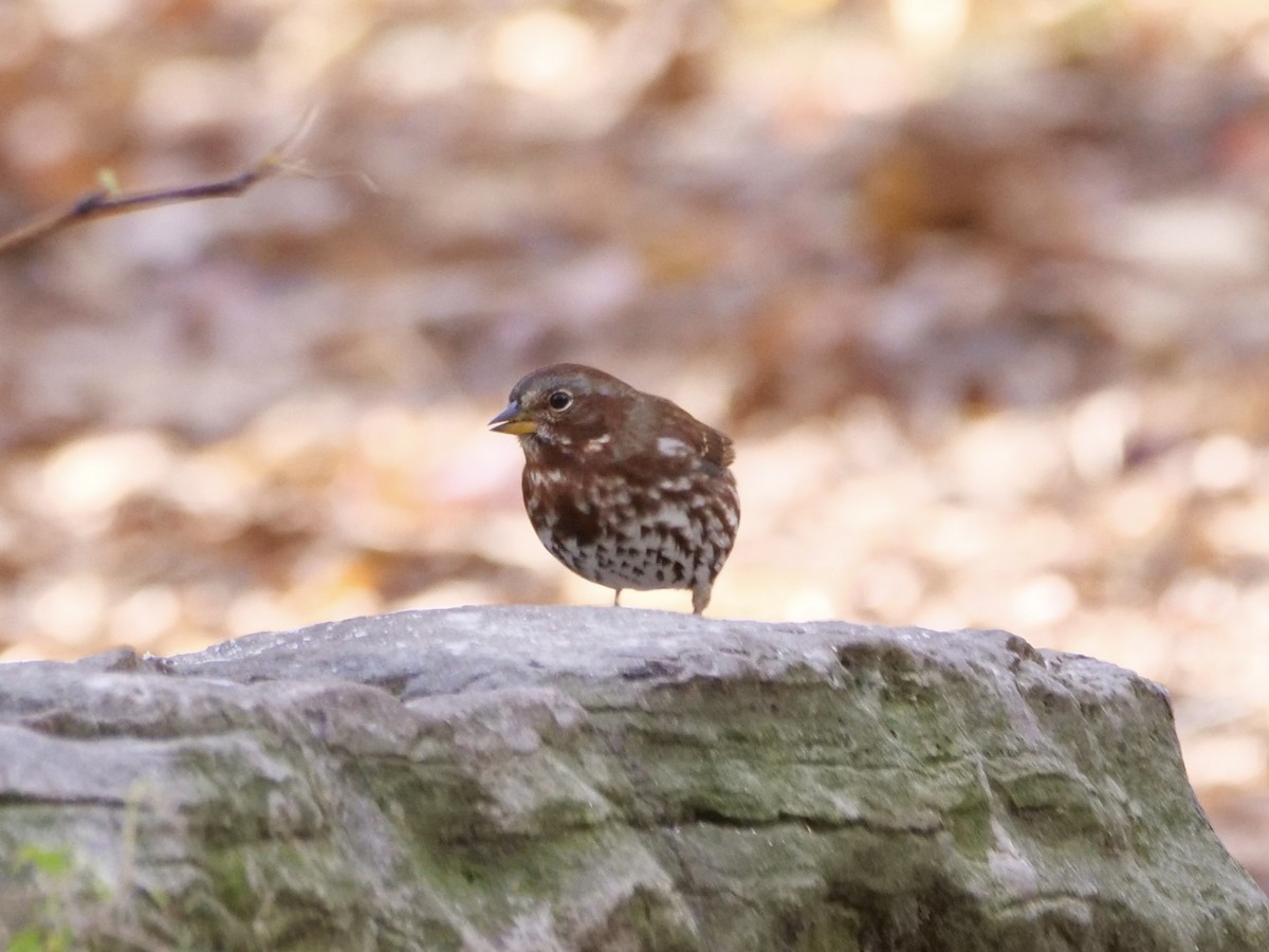 strnadec kaštanový (ssp. iliaca/zaboria) - ML644583604