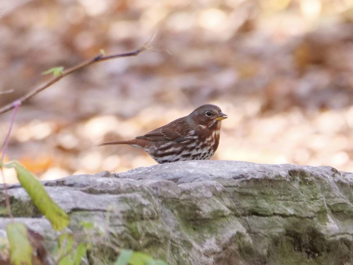 strnadec kaštanový (ssp. iliaca/zaboria) - ML644583605