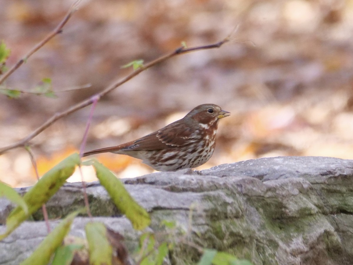 strnadec kaštanový (ssp. iliaca/zaboria) - ML644583606