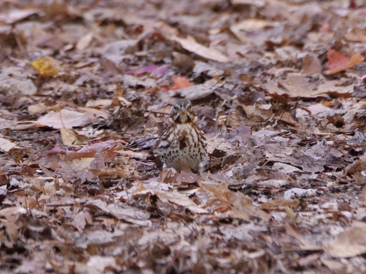 strnadec kaštanový (ssp. iliaca/zaboria) - ML644583607
