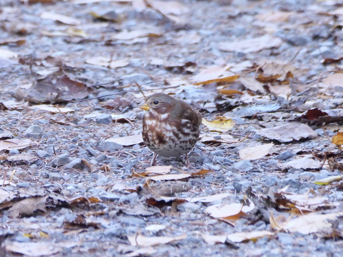 strnadec kaštanový (ssp. iliaca/zaboria) - ML644583608