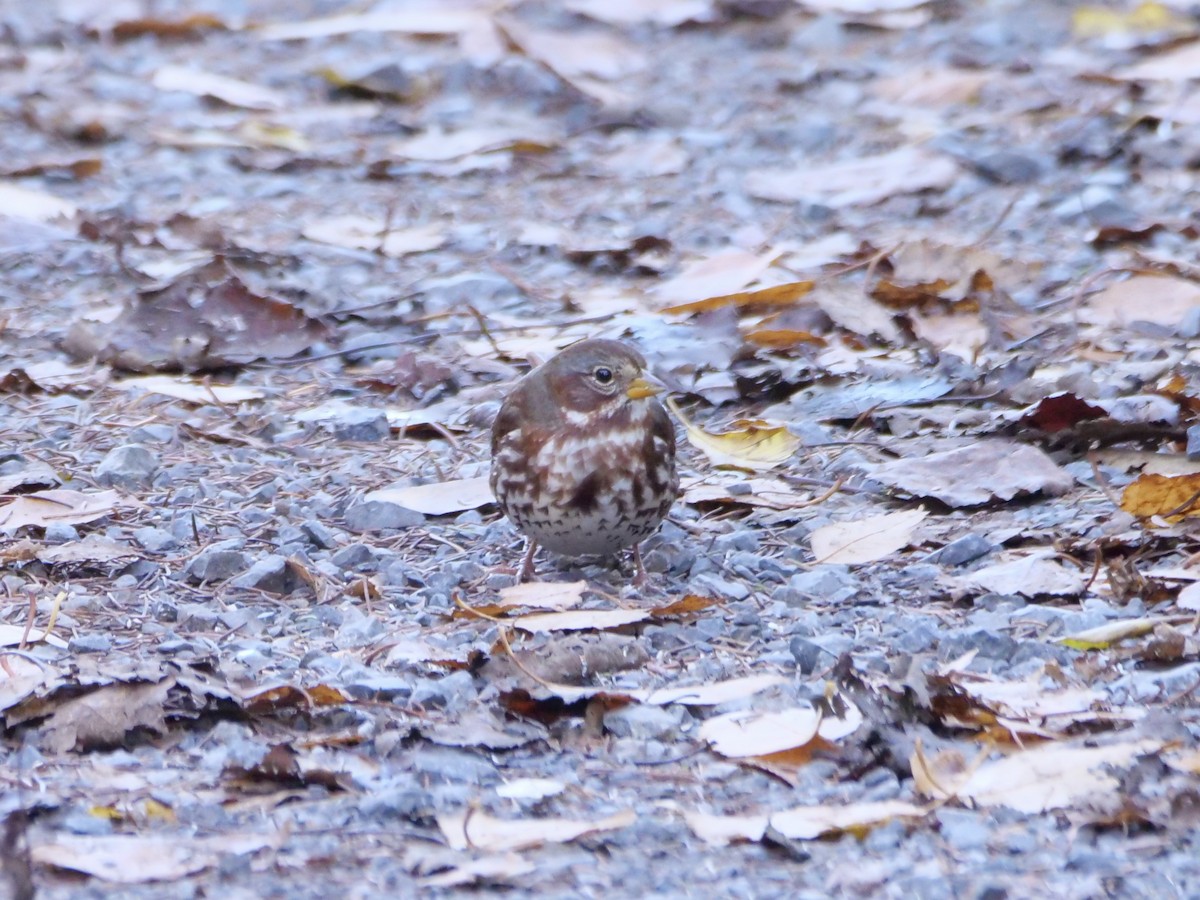 strnadec kaštanový (ssp. iliaca/zaboria) - ML644583609