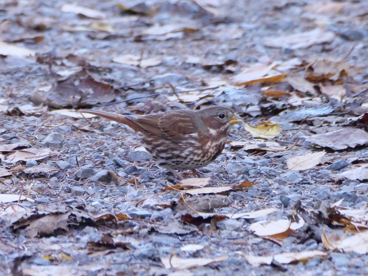 strnadec kaštanový (ssp. iliaca/zaboria) - ML644583610