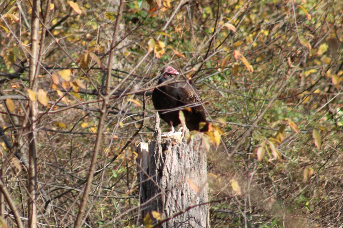 kalkunkondor - ML644583611