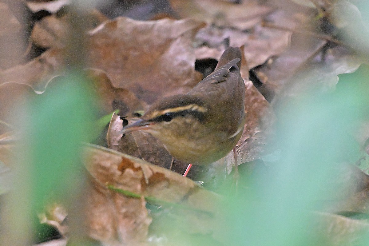 Asian Stubtail - ML644583612