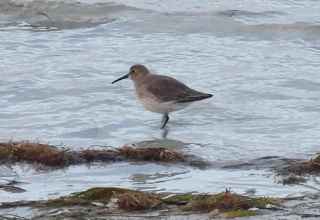 myrsnipe - ML644583613