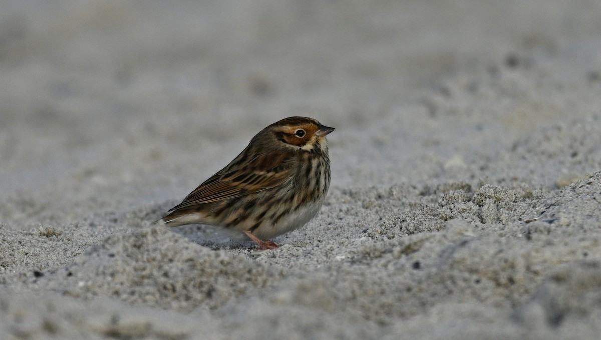 Little Bunting - ML644583615