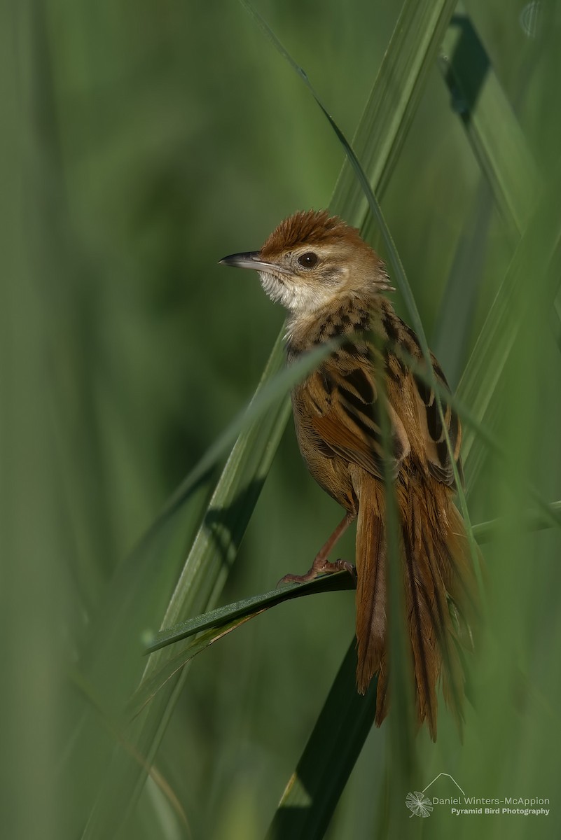 ズアカオオセッカ - ML644583624