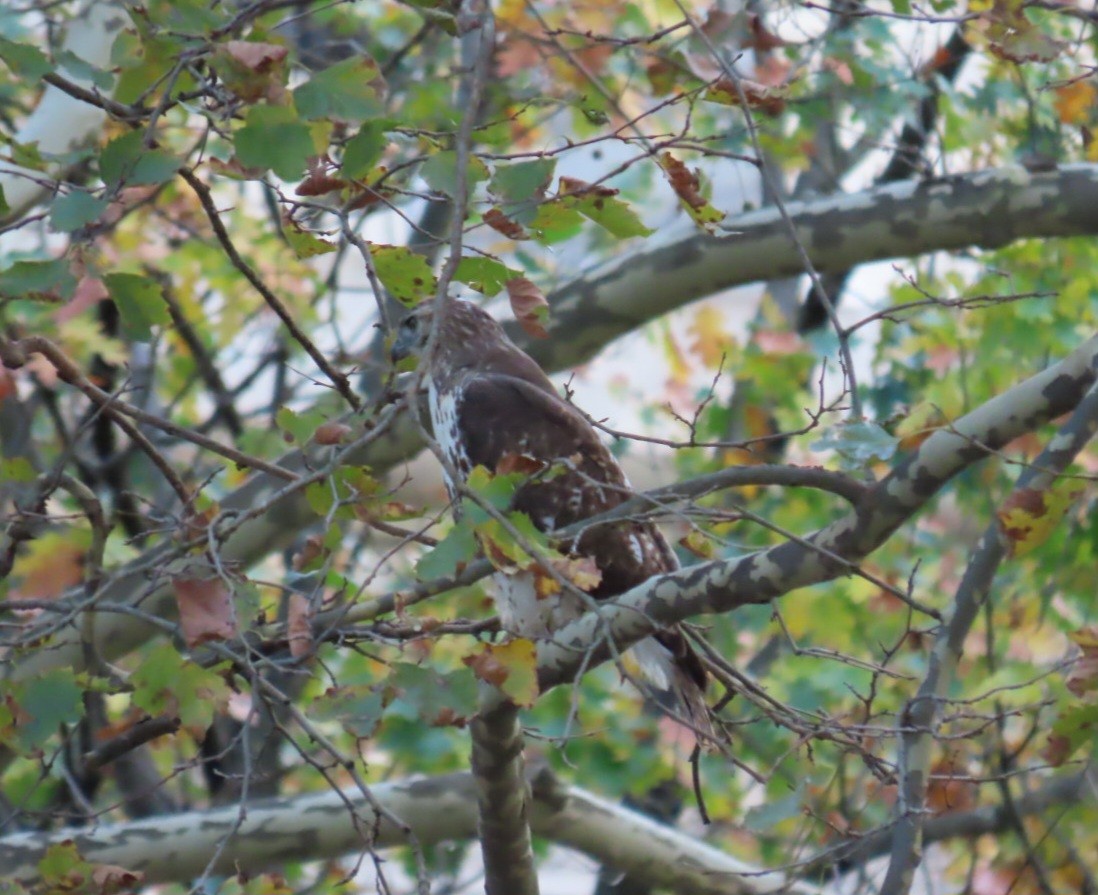 rødstjertvåk - ML644583630