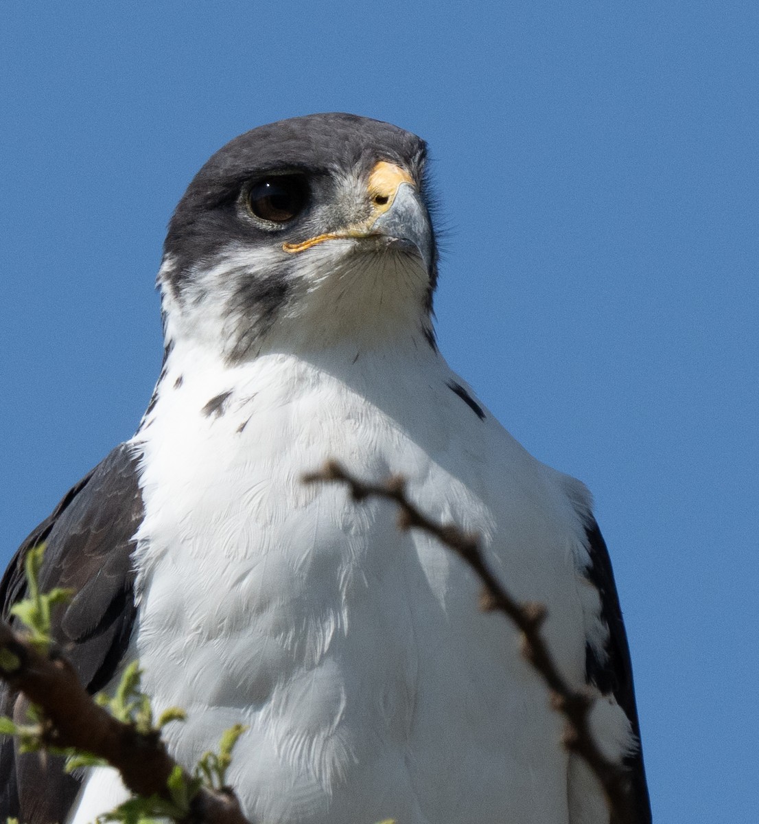 Augur Buzzard - ML644583631