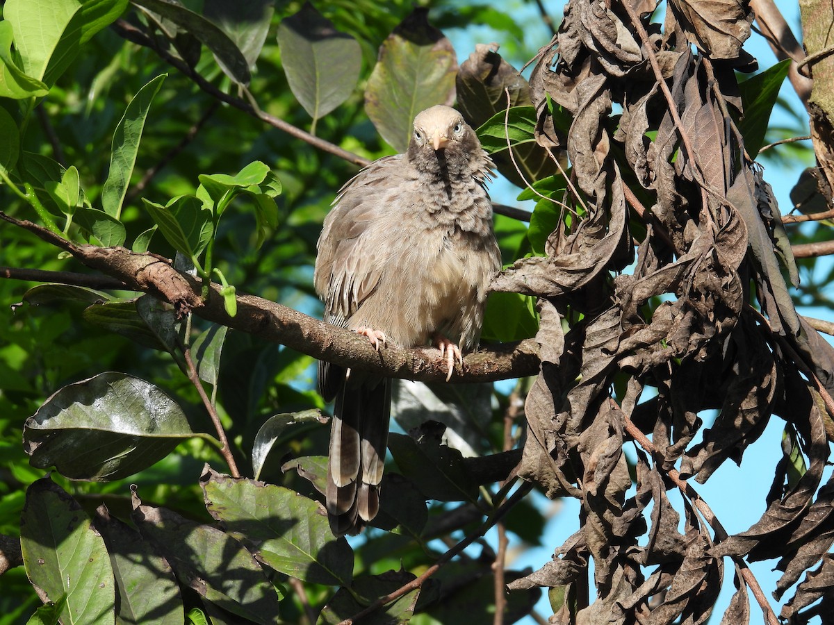 Yellow-billed Babbler - ML644583635