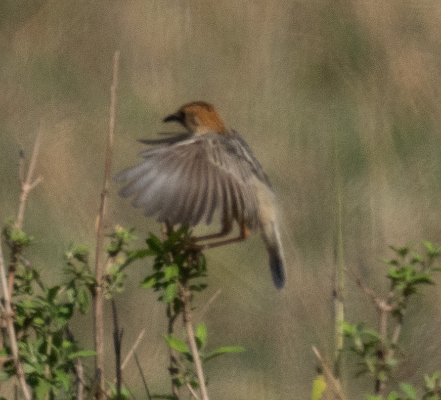 Rattling Cisticola - ML644583641