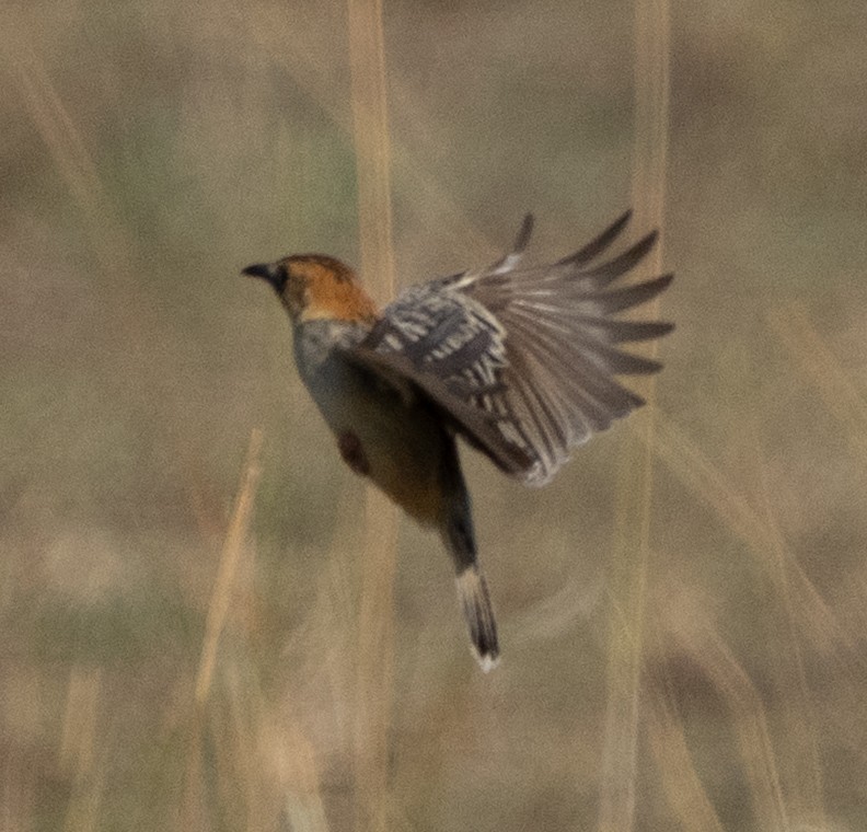 Rattling Cisticola - ML644583642