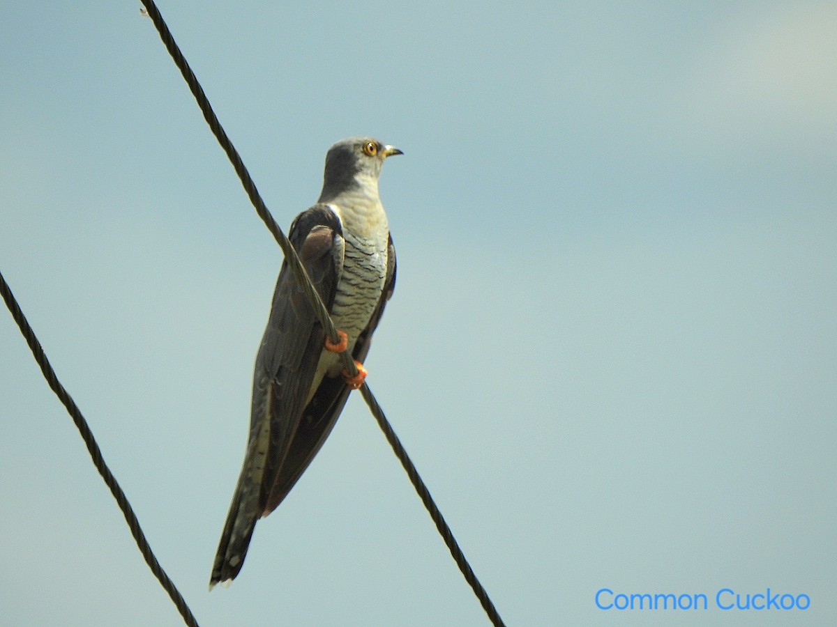 Common Cuckoo - ML644583644