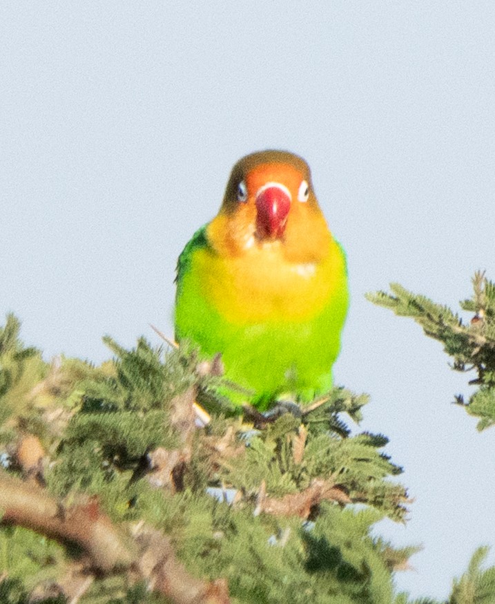 Fischer's Lovebird - ML644583648