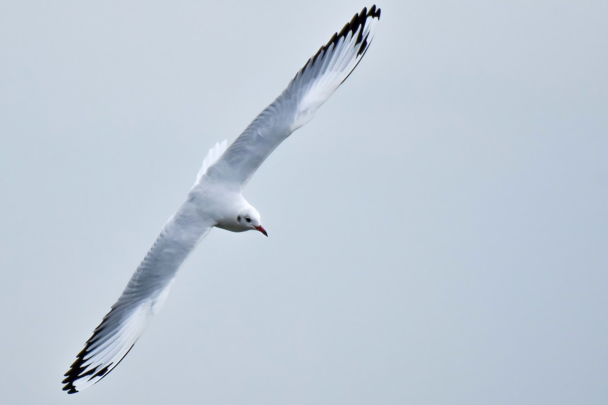 Black-headed Gull - ML644583650