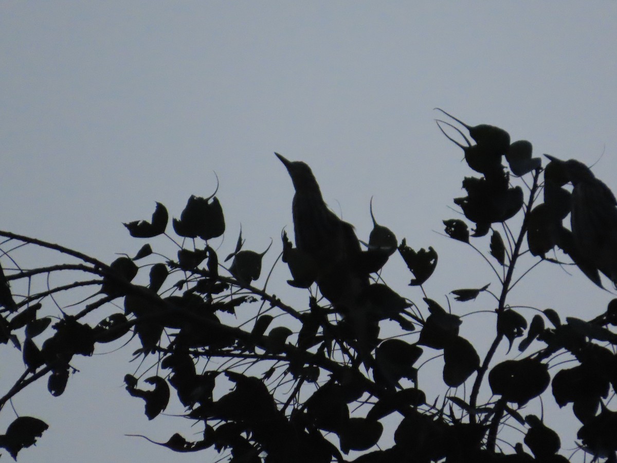 Indian Pond-Heron - ML644583657