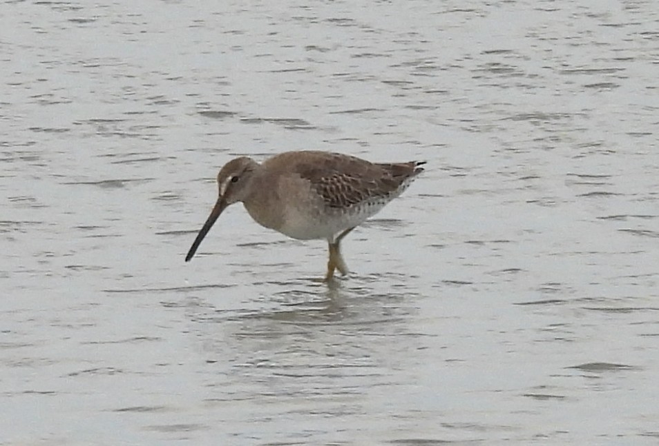 Short-billed Dowitcher - ML644583669