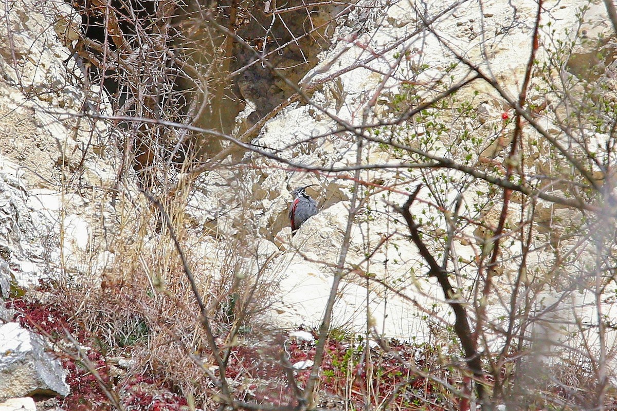 Wallcreeper - ML644583670