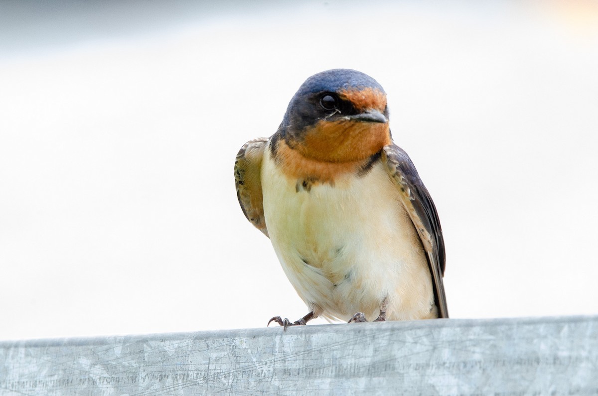 Barn Swallow - ML644583674