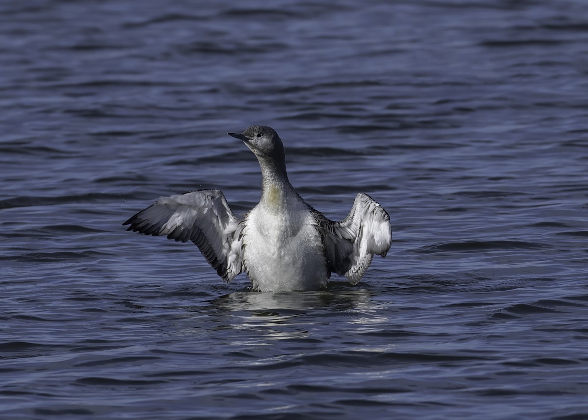 Red-throated Loon - ML644583676
