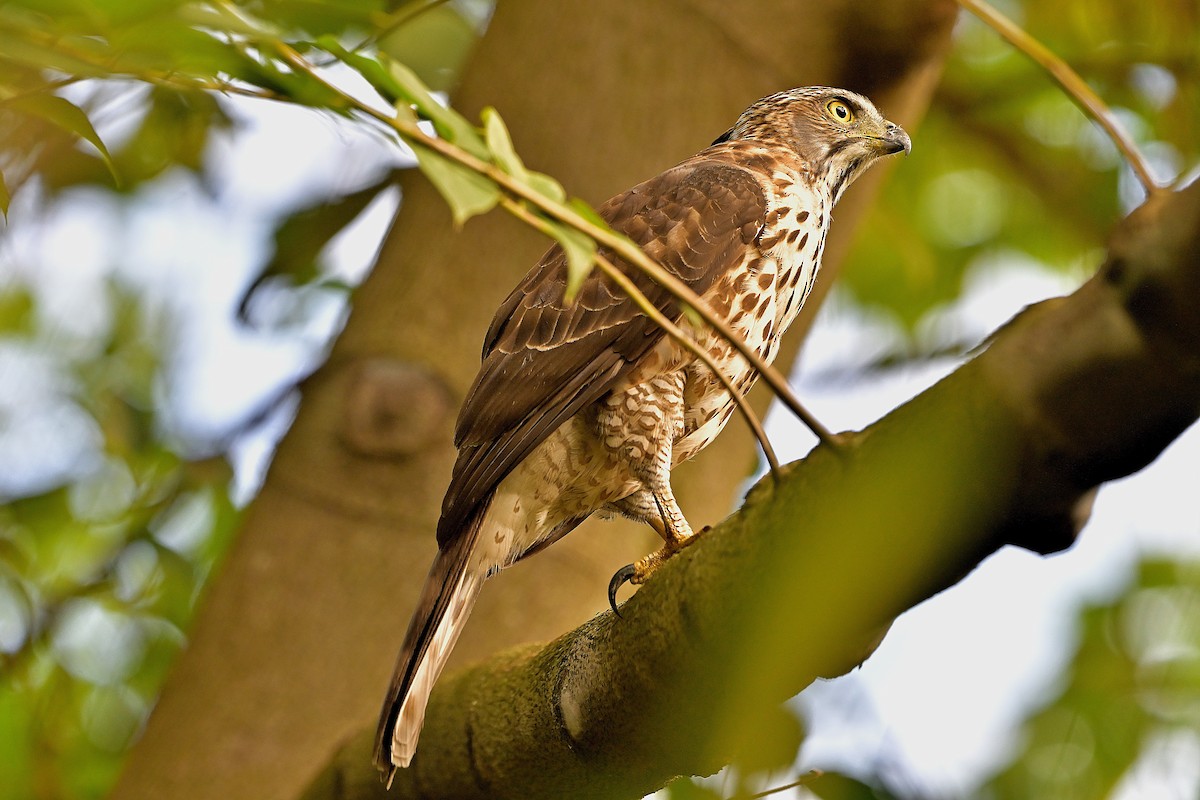 カンムリオオタカ - ML644583682