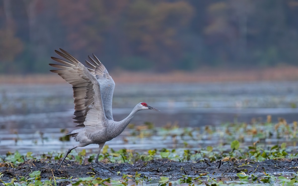 Grue du Canada - ML644583683