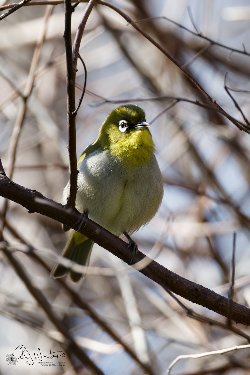 Kap Gözlükçüsü - ML644583693