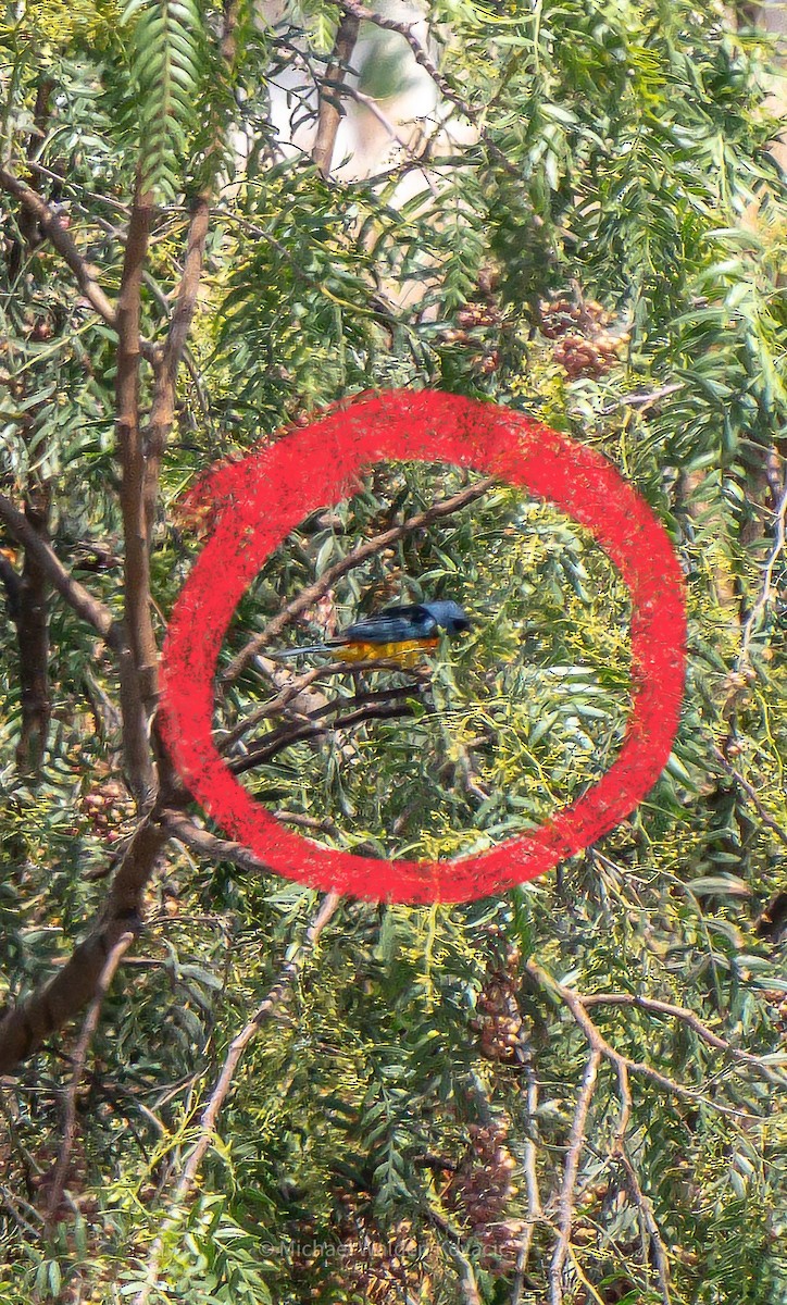 Blue-and-yellow Tanager - ML644583697