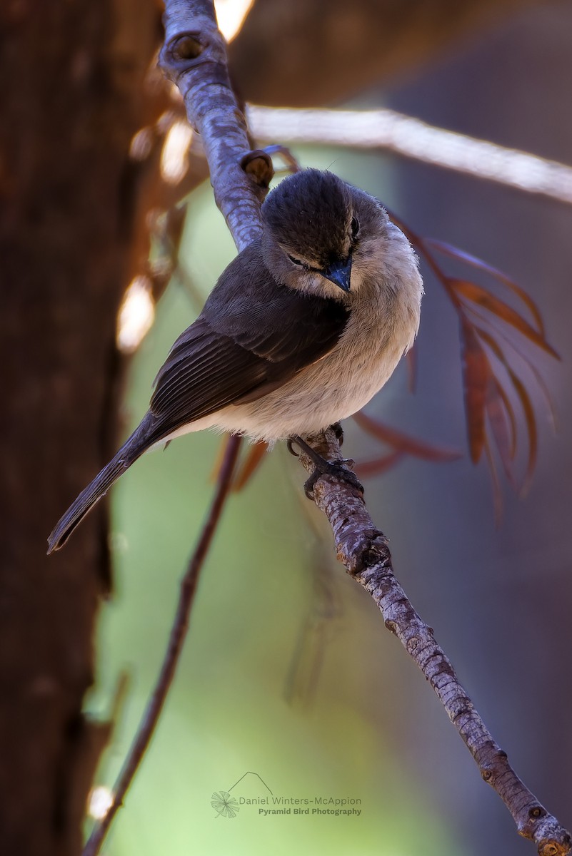African Dusky Flycatcher - ML644583698