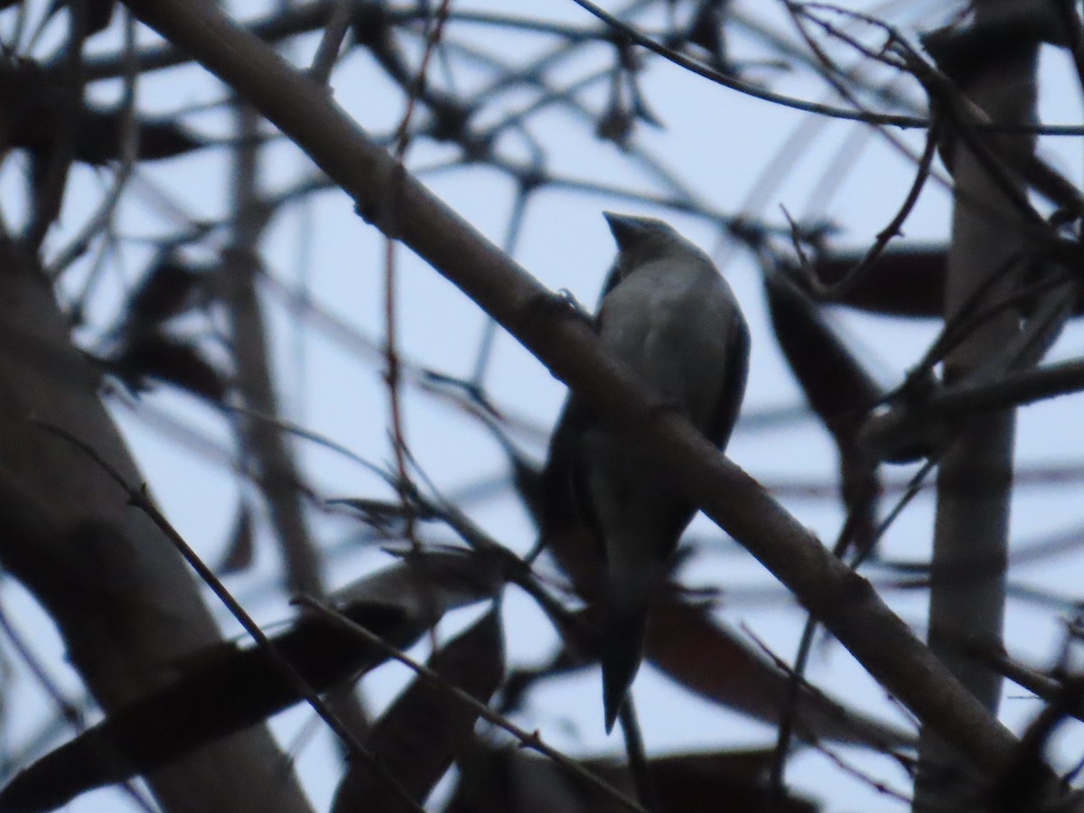 Малабарская амадина - ML644583699