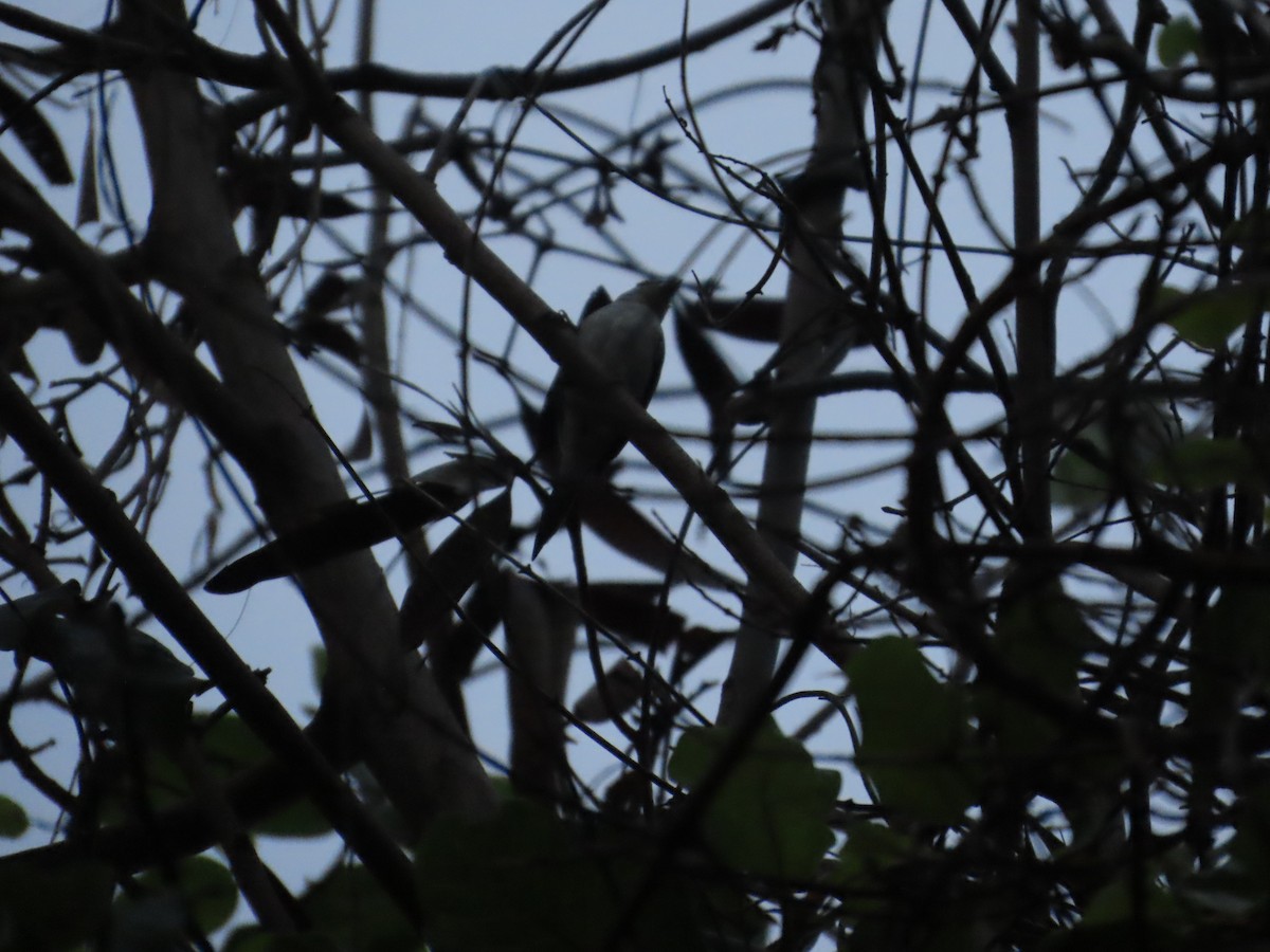 Малабарская амадина - ML644583700