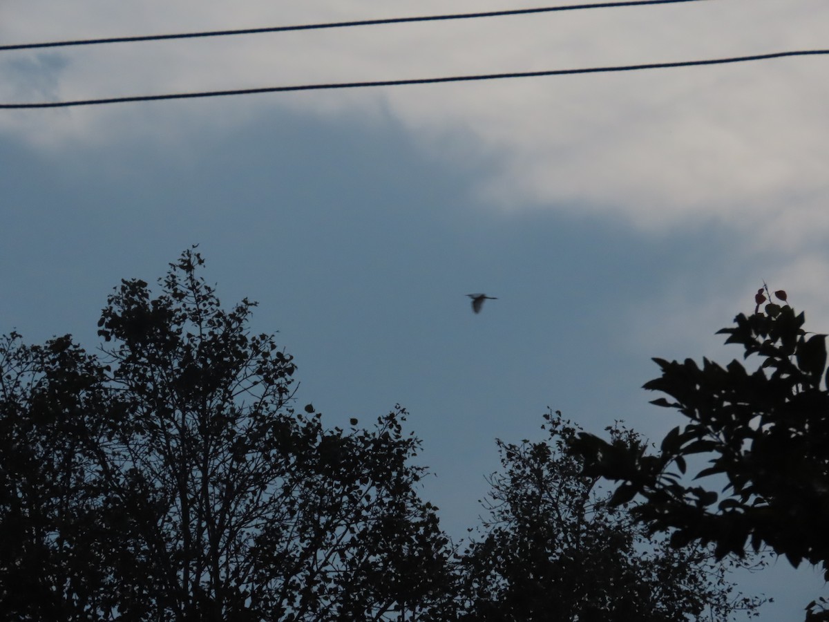 Восточная египетская цапля - ML644583703