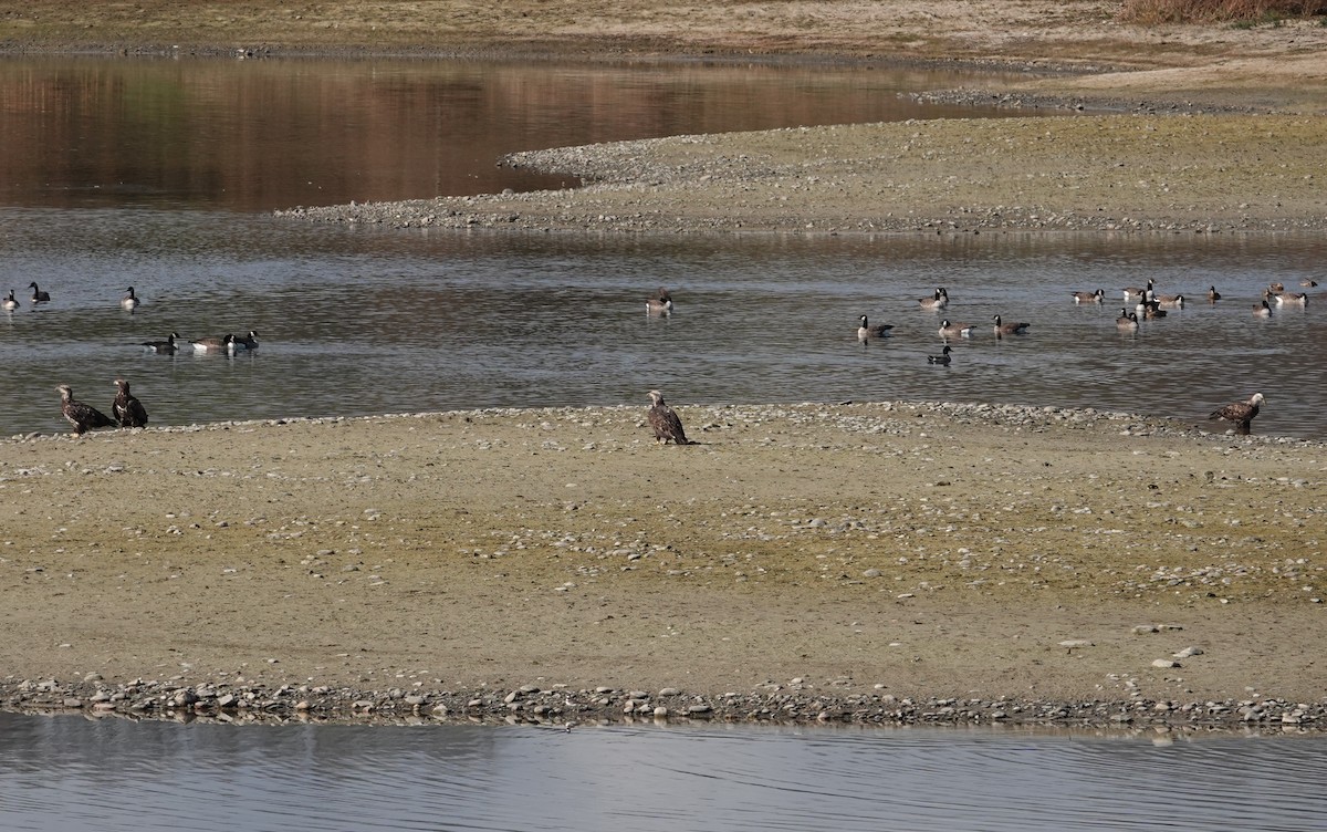 Pygargue à tête blanche - ML644583714