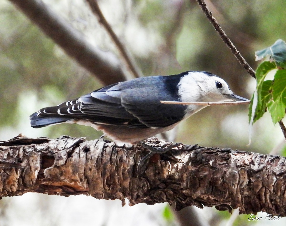 Sittelle à poitrine blanche - ML644583735