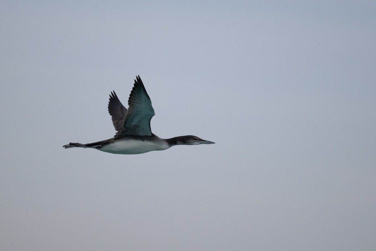 Plongeon huard - ML644583736