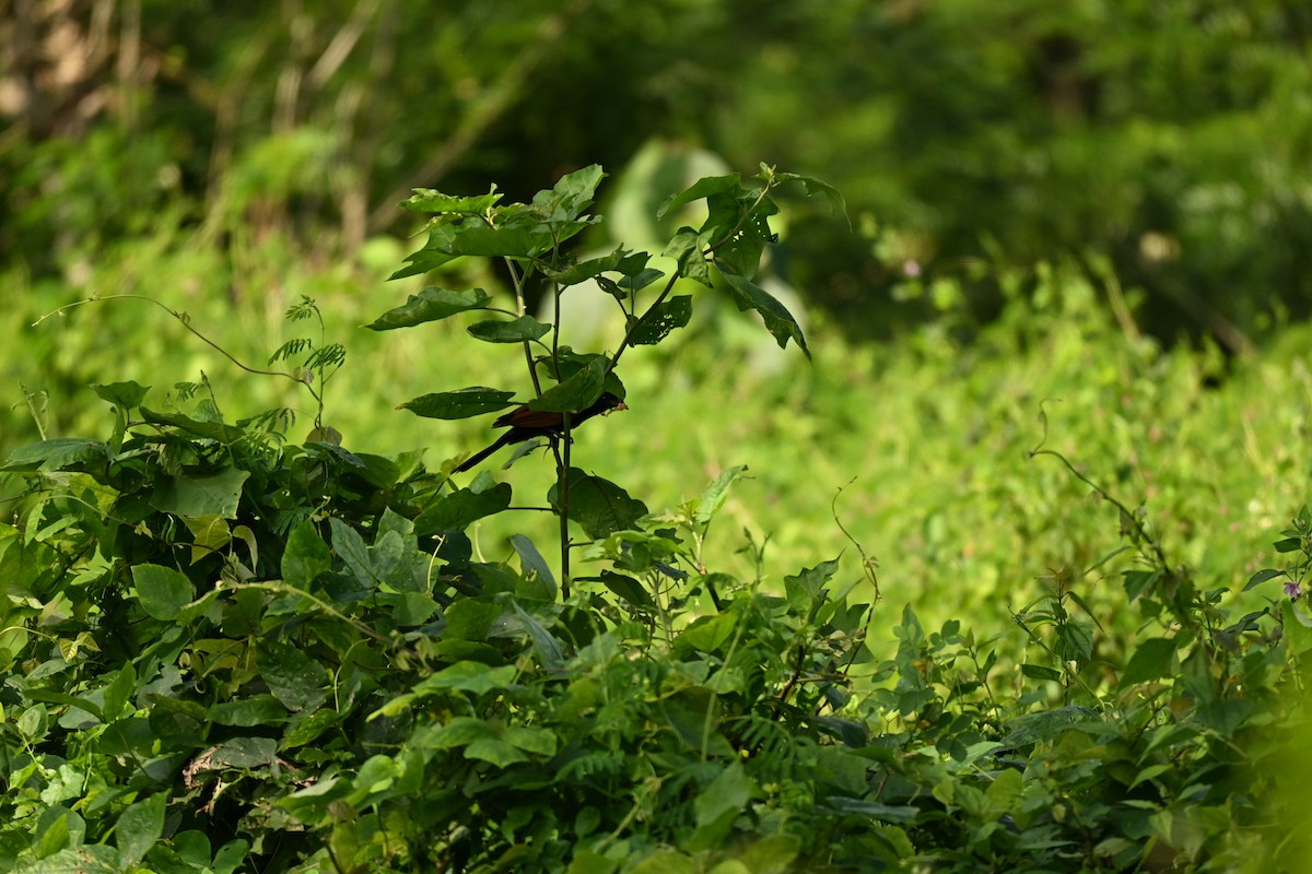 Lesser Coucal - ML644583739