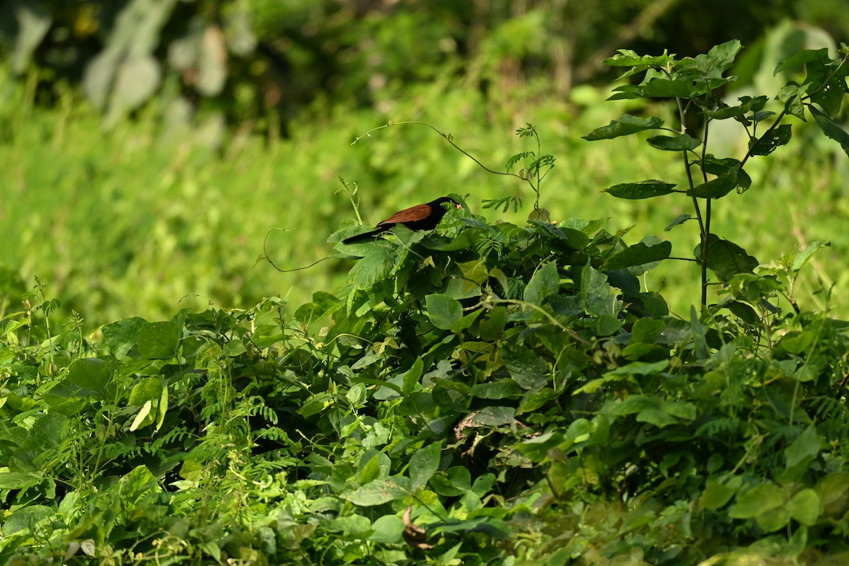 Lesser Coucal - ML644583740