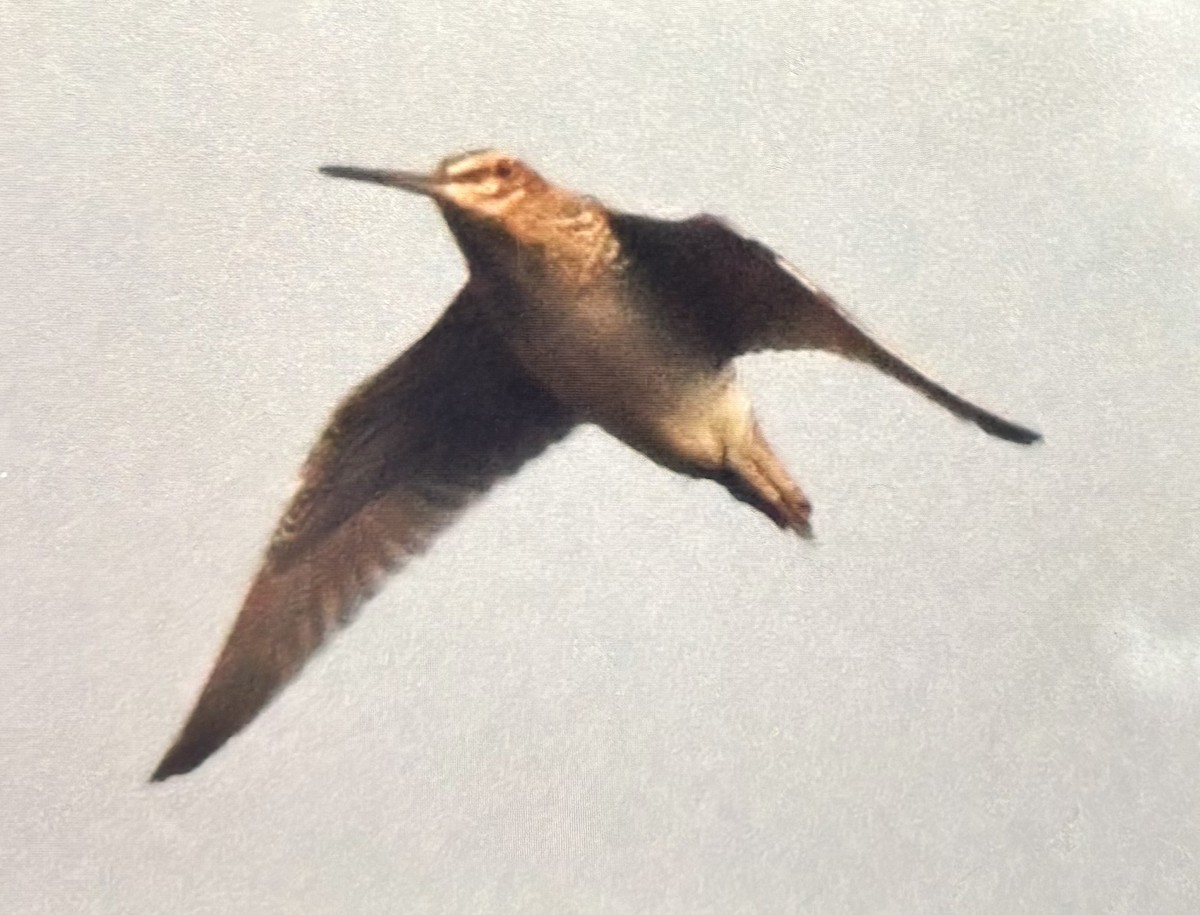 Bécassine de Wilson - ML644583741