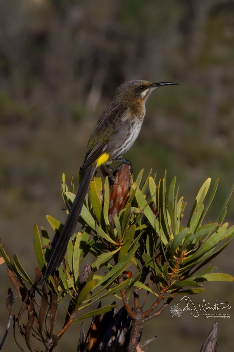 Цукролюб буроволий - ML644583742