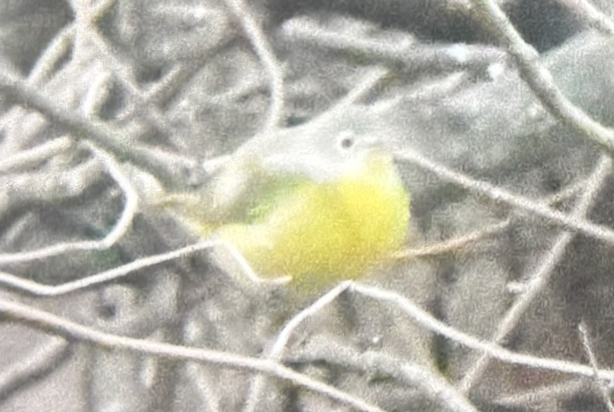 Nashville Warbler - ML644583744