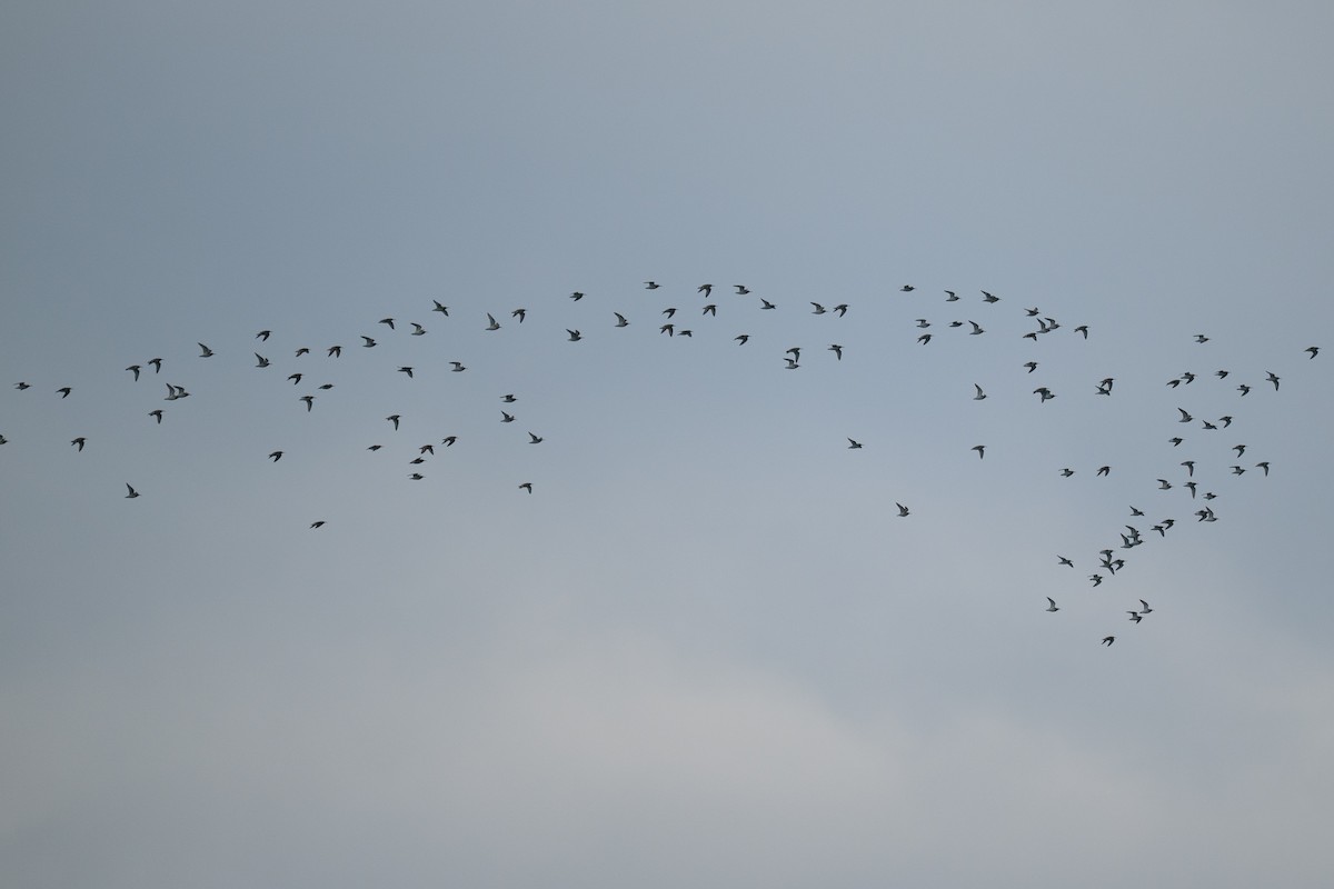 Dunlin - ML644583746