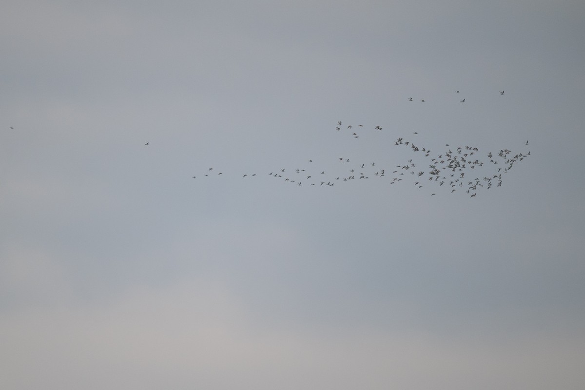 Dunlin - ML644583747