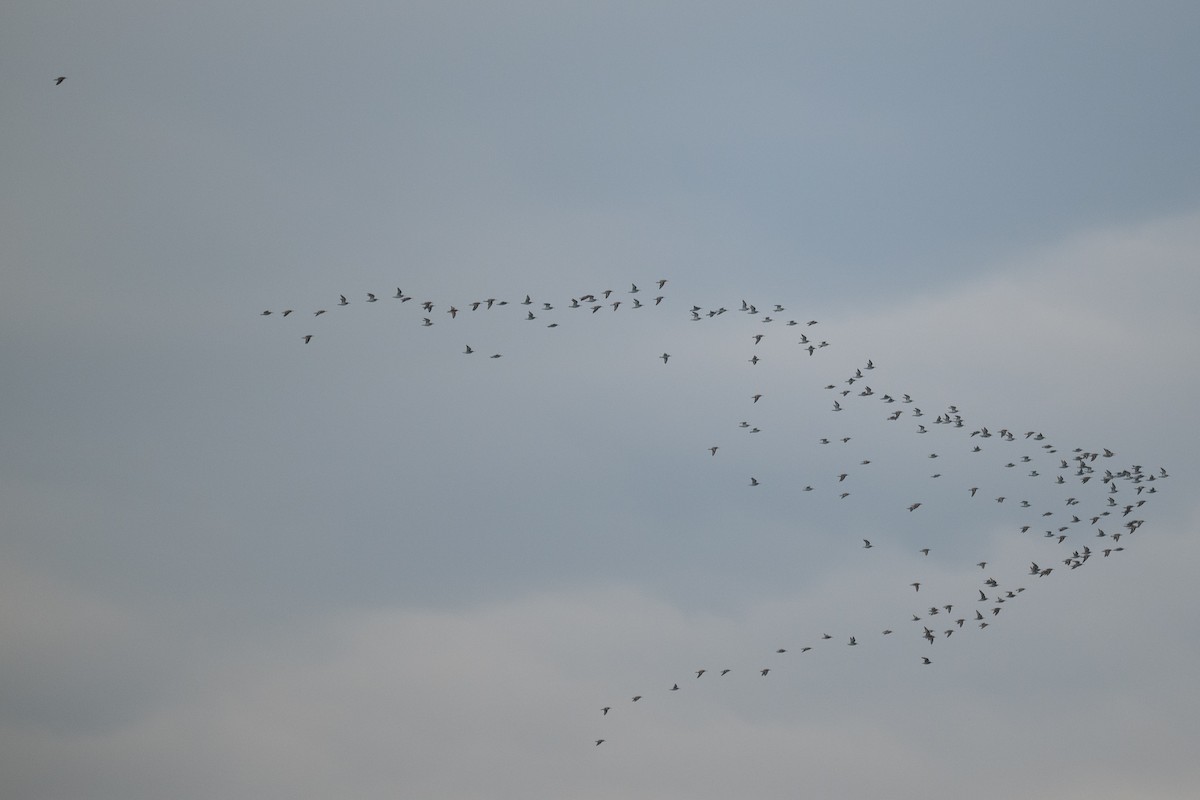 Dunlin - ML644583748