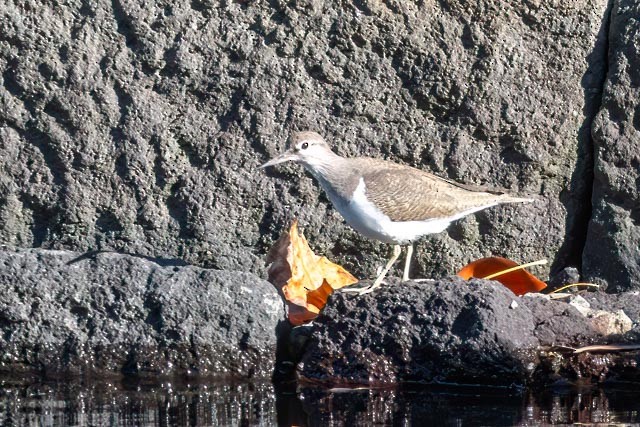 Common Sandpiper - ML644583750