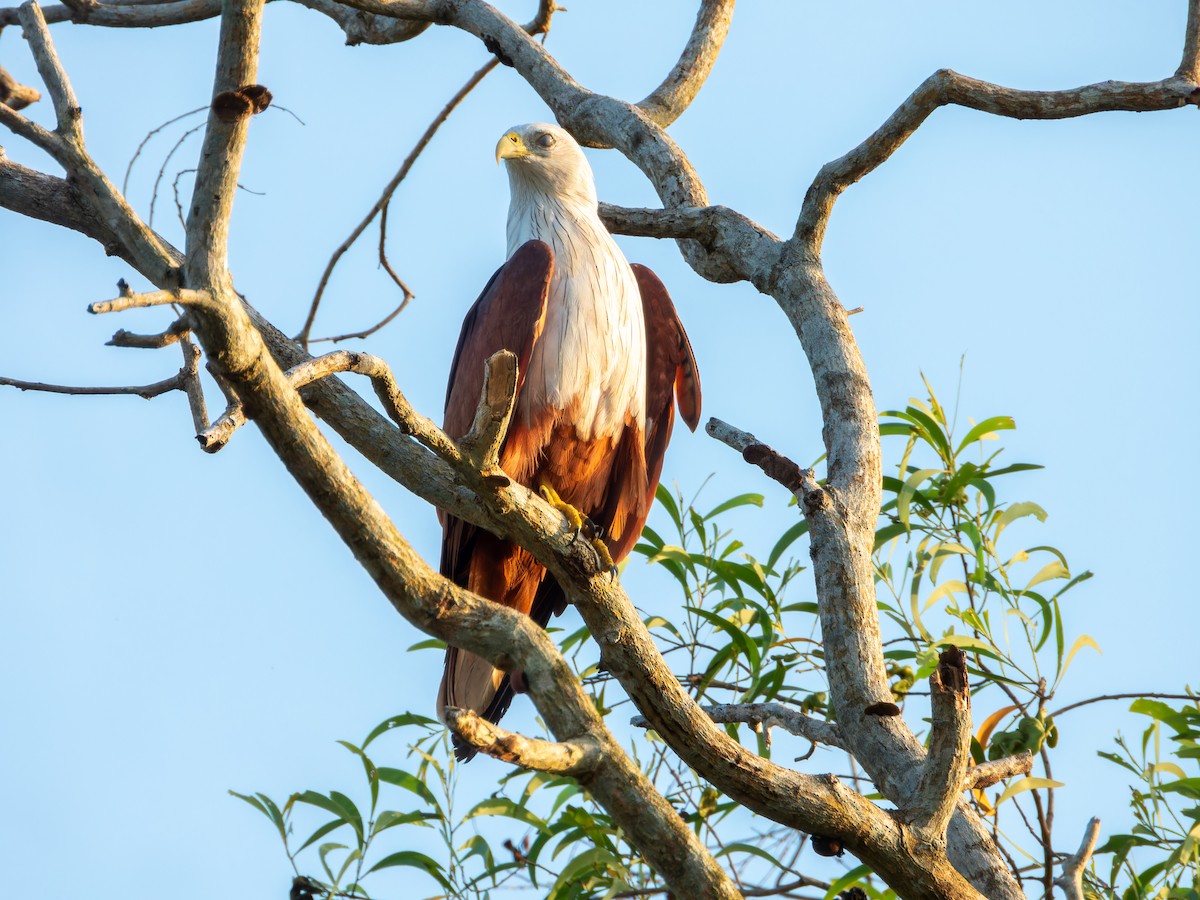 Браминский коршун - ML644583754