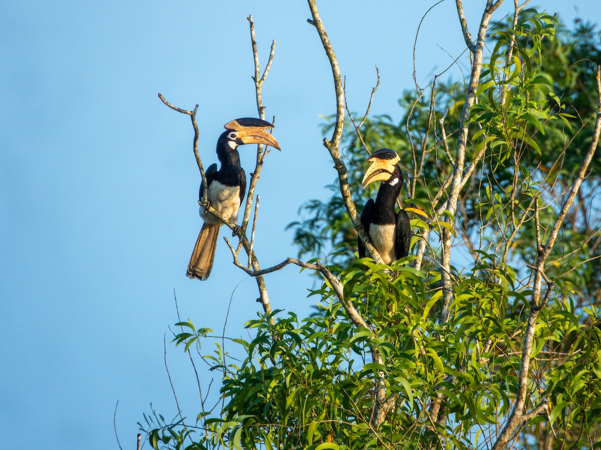 Индийская птица-носорог - ML644583759