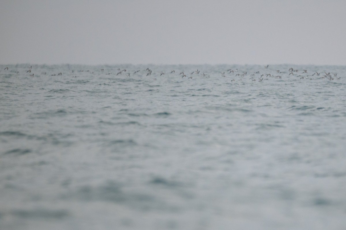 Bécasseau variable - ML644583760